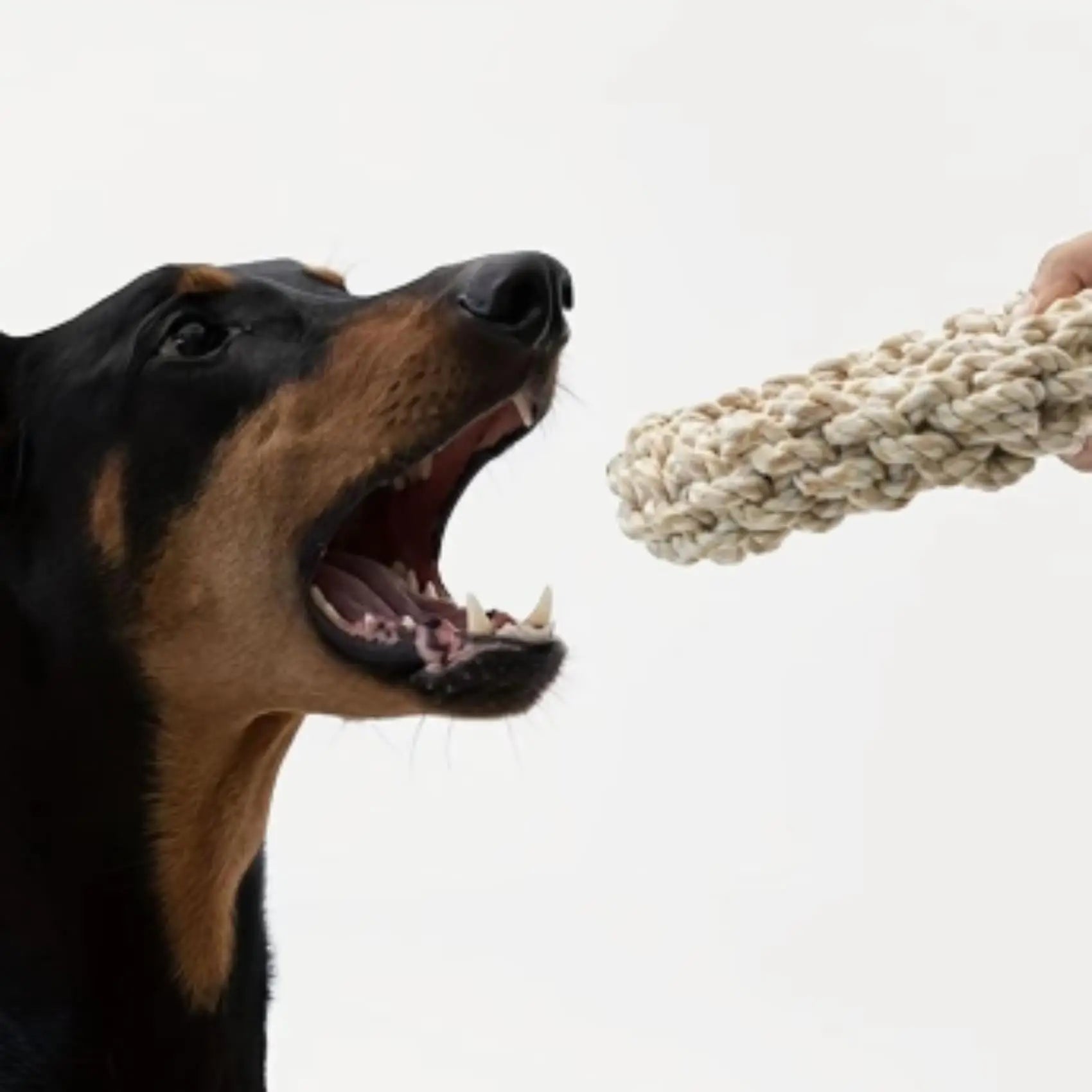 Pet Dog Rope Toy Durable Chew Bite Resistant Drag Pet toys for Medium Large Dogs Golden Retriever Pitbull Labrador Supplies